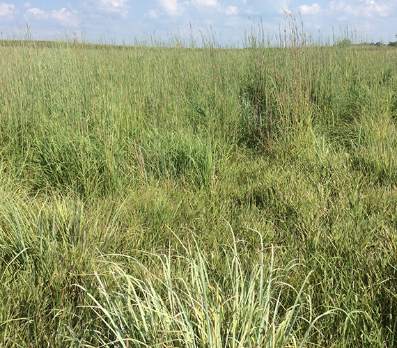 Native Grasses