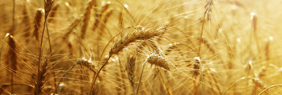 Wheat