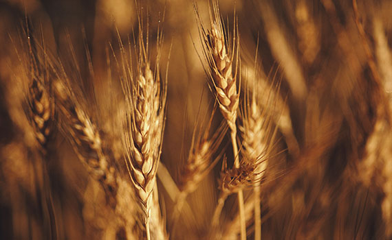 Wheat